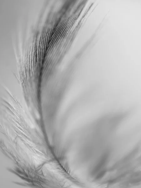 Black and white feather.