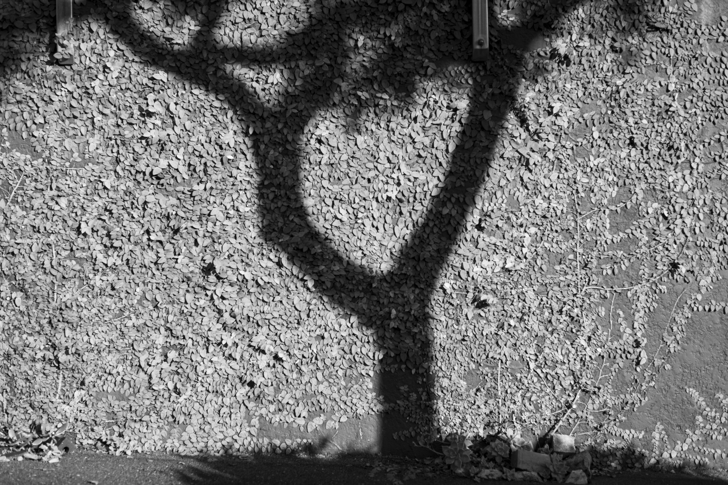 The shadow of a tree on a leaf-covered retaining wall.