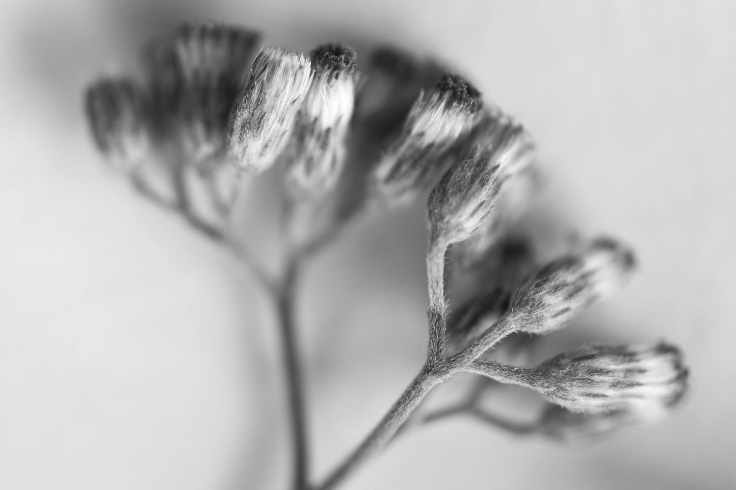 Iron weed with closed flowers.