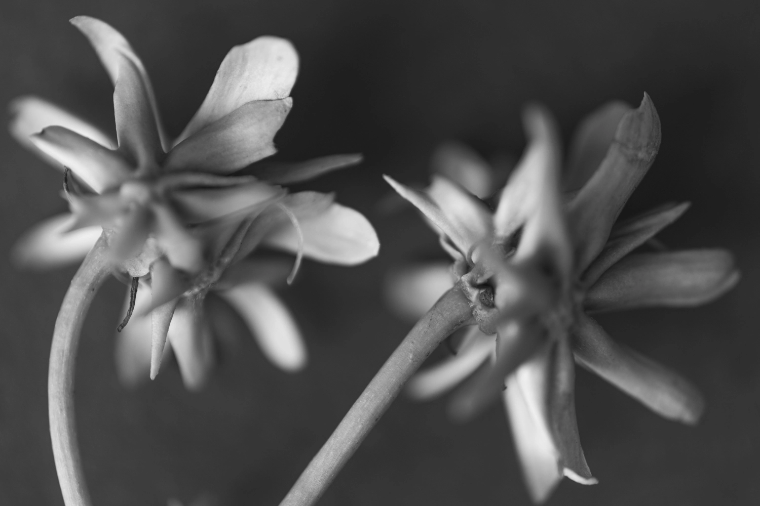 Monochrome plant artwork.