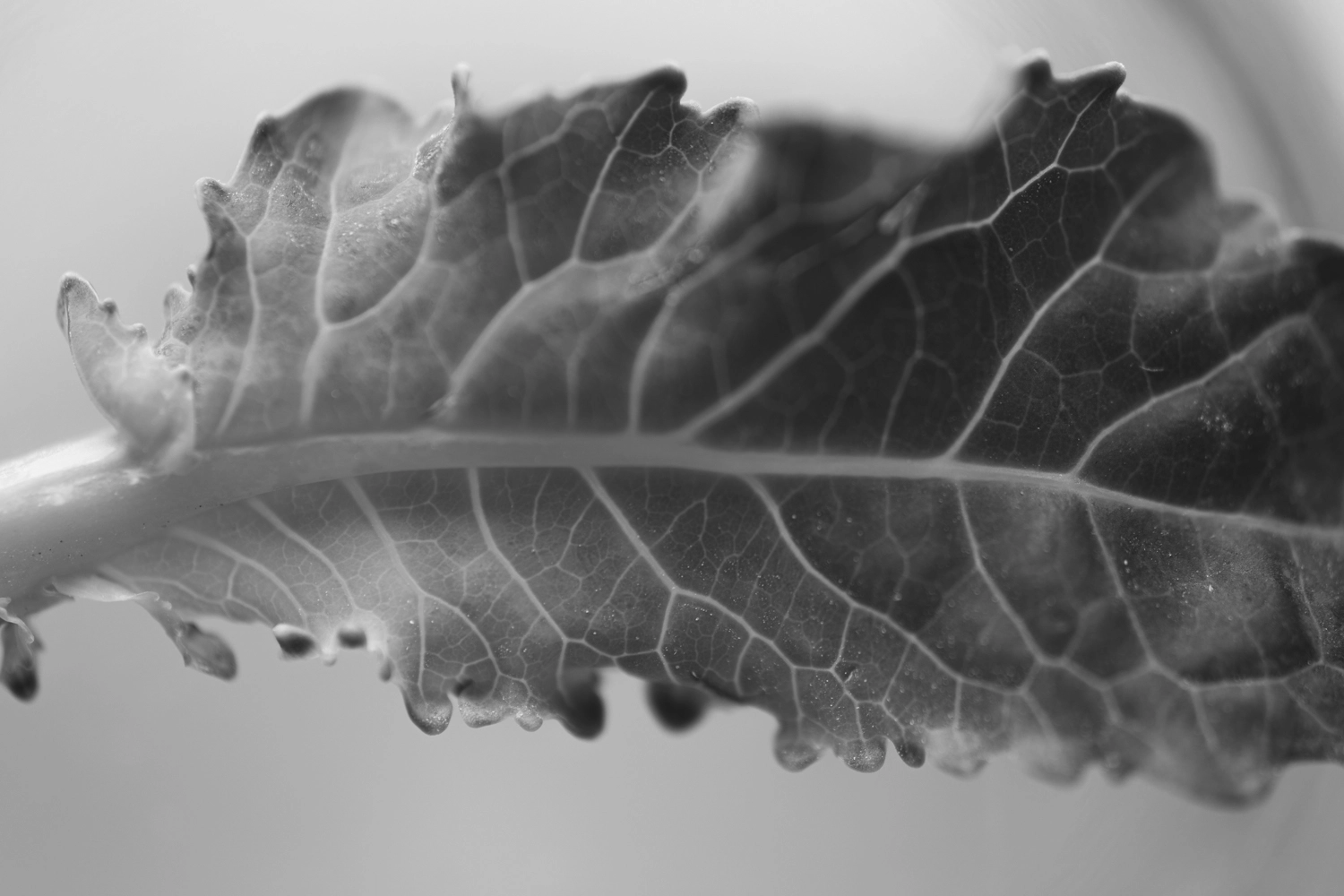 Broccoli leaf detail.