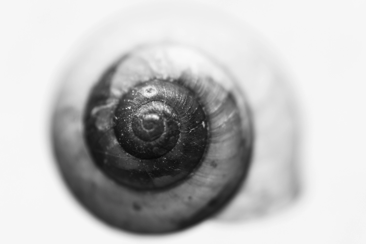 Photo of a snail shell whorl pattern.