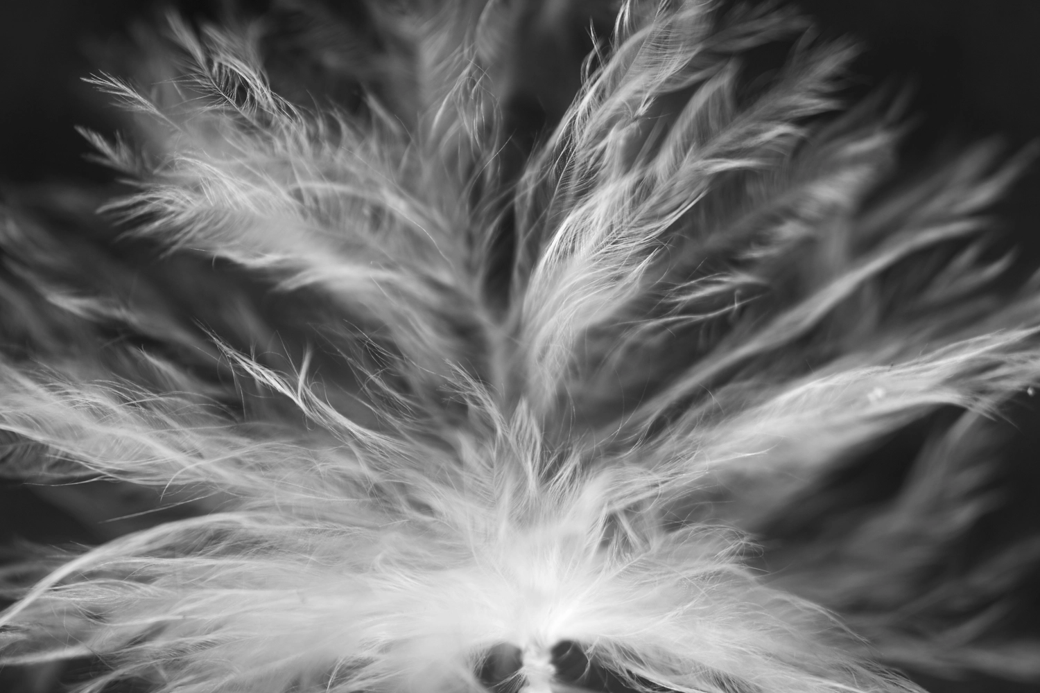 Baby bird's fluffy down feathers.