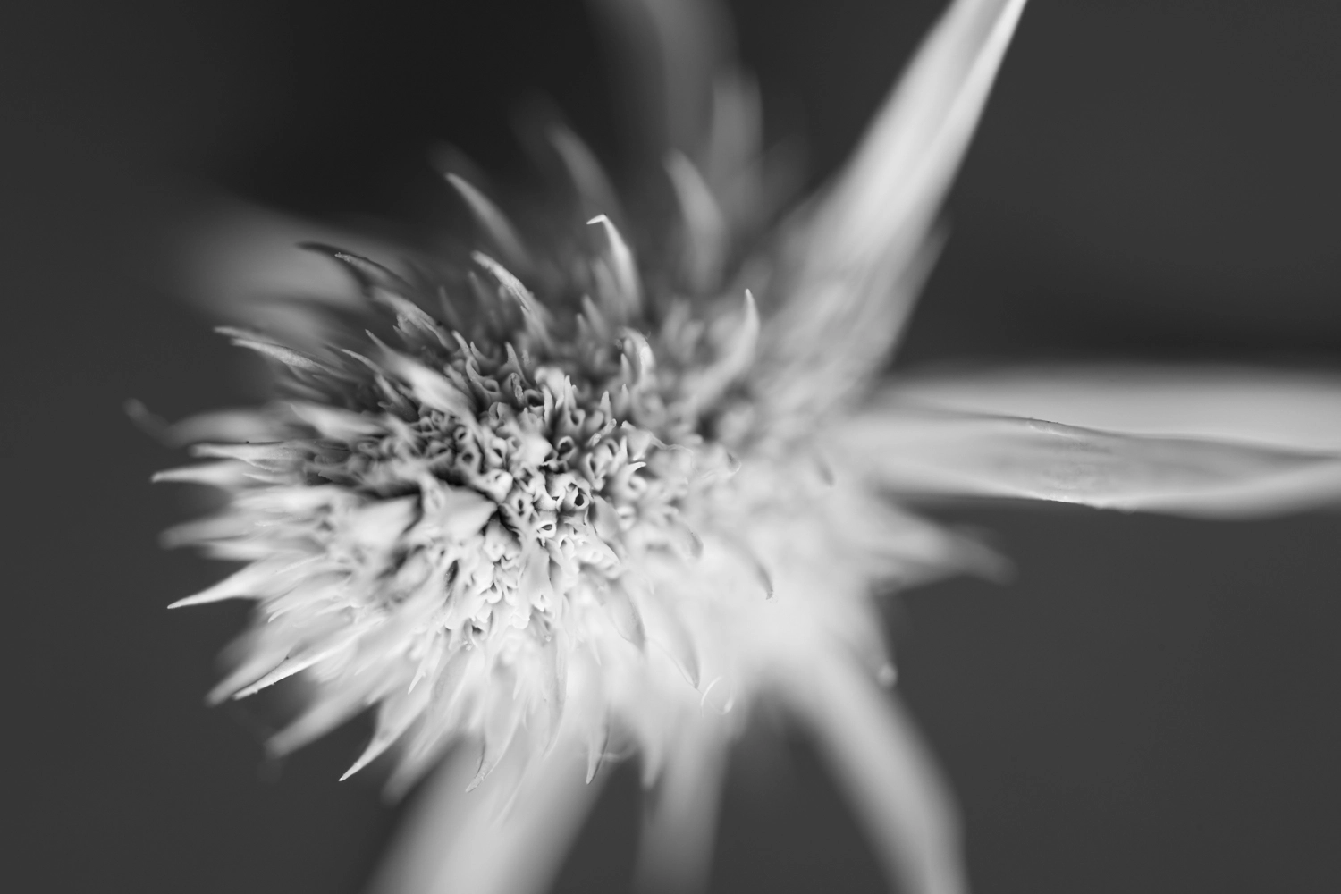 Spiky dry flower.