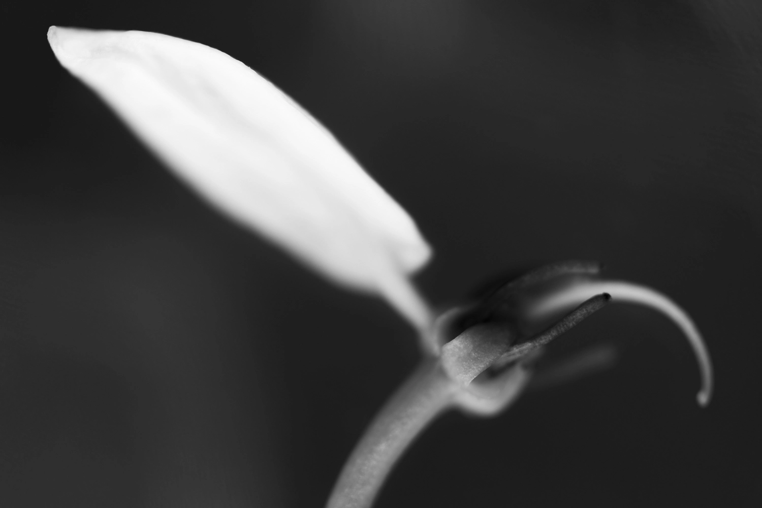 Shower of gold flower petal.